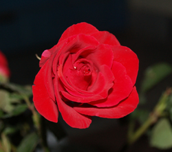The Meanining of Paint Colors - Red