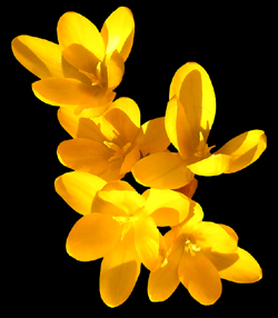 The Meanining of Paint Colors - Yellow